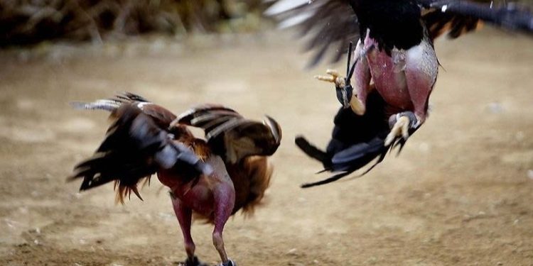 Lịch sử và nguồn gốc của đá gà