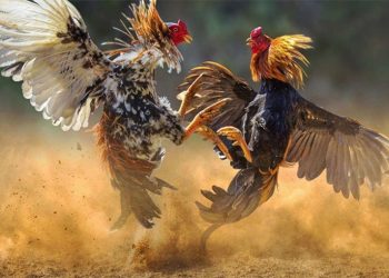 Tổng Quan Về Đá Gà Miền Nam - Lịch Sử, Văn Hóa và Đặc Điểm