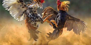 Tổng Quan Về Đá Gà Miền Nam - Lịch Sử, Văn Hóa và Đặc Điểm